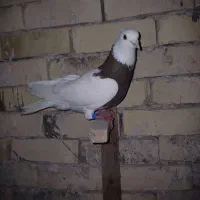 کبوتر طوقی سرخ