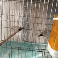 فنچ شارکول و کراواتی و‌اورنج