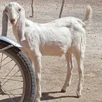 کهره نر
