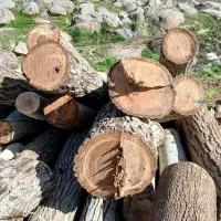 خرید وفروش چوب گردو صنوبر چنار