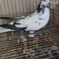 بجا دونهی 200