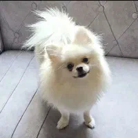 پامر خوشگل ریز