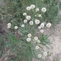 نگهبان وسرایدارم