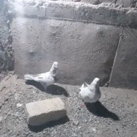 کفتر|پرنده|بم, |دیوار