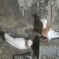 طوقی زرد|پرنده|مشهد, مهدی آباد|دیوار