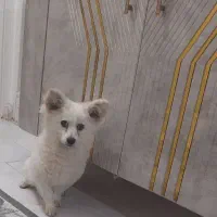 پامر روباهی