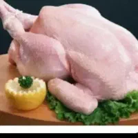 لاشه بوقلمون کشتار روز