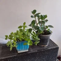 گل خانگی|گل و گیاه طبیعی|اردبیل, |دیوار