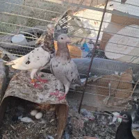 کبوتر