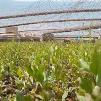 نهال پسته