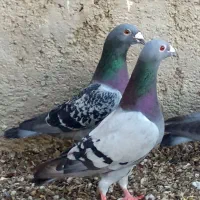 6تا نربازی حیوون نابلد