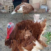 بوقلمون