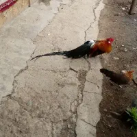 جوجه فونیکس