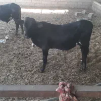 سوسنگرد  روستای ابوحمیظه