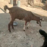 یک گیس با بچه نر