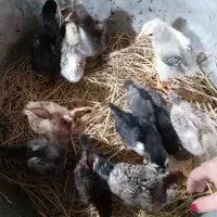 جوجه محلی و پاپری وکاکلی زرنگ سالم