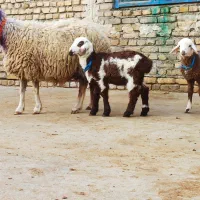 یک راس میش دوقلوبختیاری میش بره دارگوسفند قوچ هترو