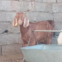 بز برای داشت