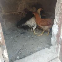 9عدد جوجه نژاد دار