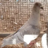 طاووسی