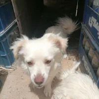 سگ پامر روباهی