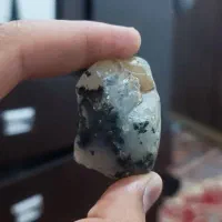 شجر فسا  کسی که می‌دونه چیه زنگ بزنه بی چونه 800