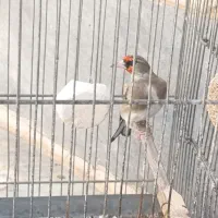 سهره دورگ گردن کلفت