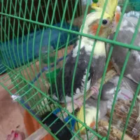 عروس هلندی ابلق نر دوماهه رام