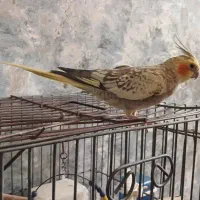 عروس هلندی