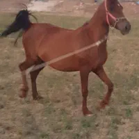اسب|اسب و تجهیزات اسبسواری|کاشان, خرمدشت|دیوار