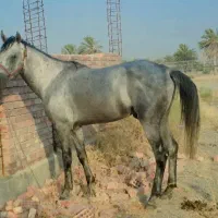 اسب