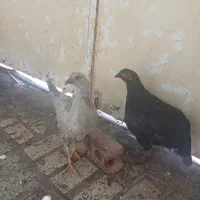 3عدد مرغ تاقچه 1عدد خروس سالم