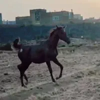 اسب مادیون کرد ۱ ساله