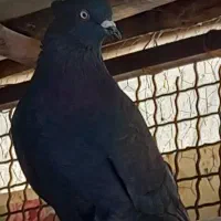 ک کفتر پرشی