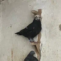 بزک سیاه پلاکی