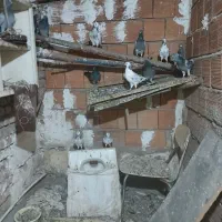 کبوتر|پرنده|گرگان, |دیوار