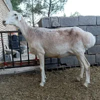 میش چینی جوان اصیل