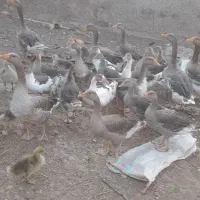 غاز جوان