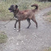 سگنگهبان|سگ|نگین شهر, |دیوار