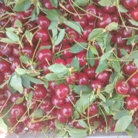 ۳۰ نفر نیروی خانم جهت کار به مدت ۲ماه نیاز مندیم