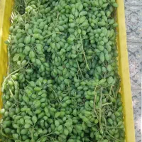 هاله بو آبغوره