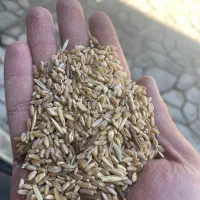 گندم|خوردنی و آشامیدنی|کارزان, |دیوار