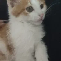 گربه