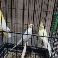 جفت عروس و طوطی برزیلی