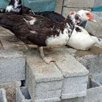 جوجه اردک اسرائیلی با مادر و اردک اسرائیلی ماده
