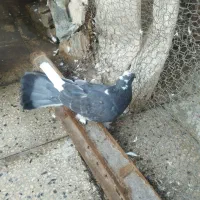 کفتر دم قاشقی