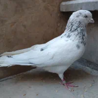 سرور نر