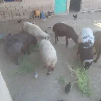 فروشی