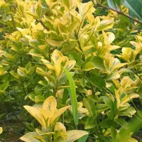 فروش گل وگیاه برای حیاط سازی