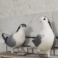دمگیر نر ماده